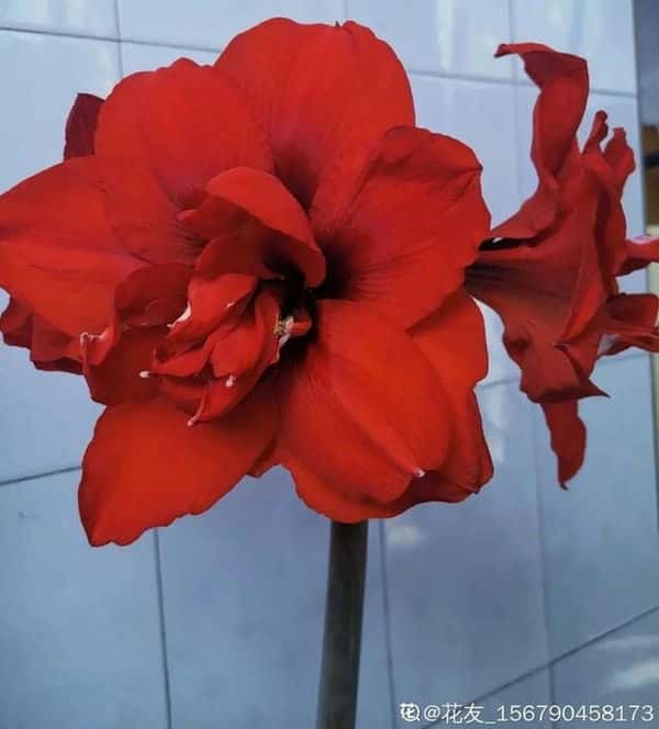 爬藤花架安装视频（附螺旋式球兰花架制作）