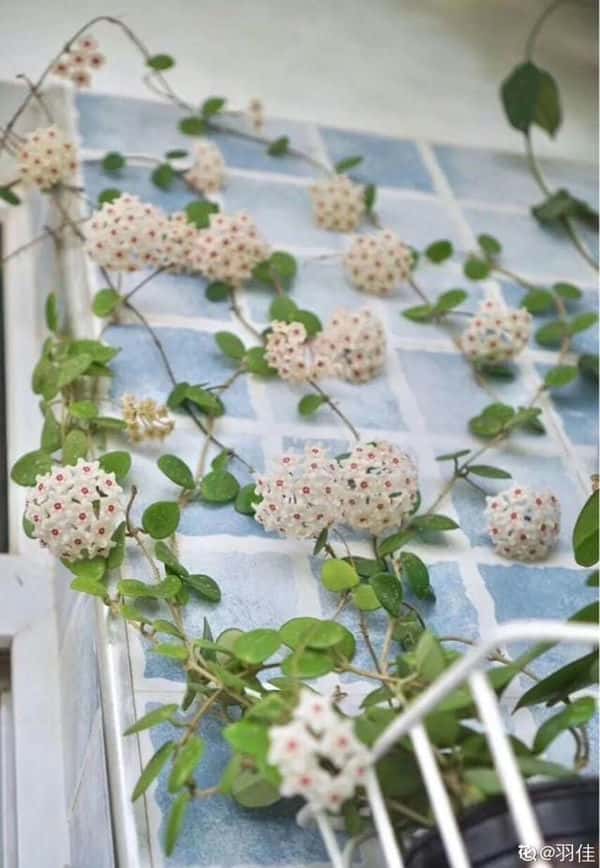 爬藤花架安装视频（附螺旋式球兰花架制作）