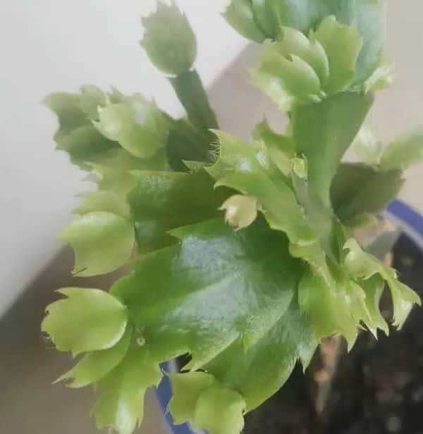 爬藤花架安装视频（附螺旋式球兰花架制作）