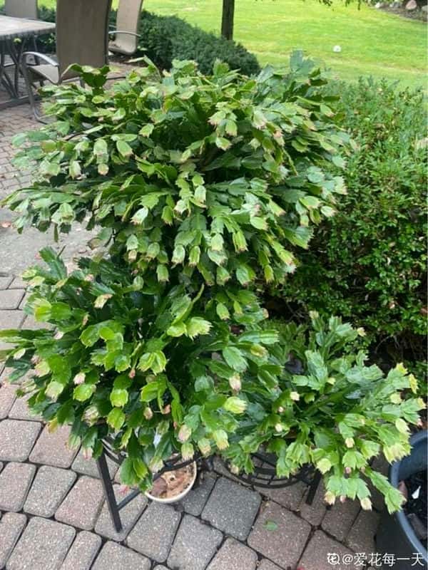 爬藤花架安装视频（附螺旋式球兰花架制作）