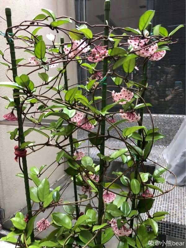 爬藤花架安装视频（附螺旋式球兰花架制作）