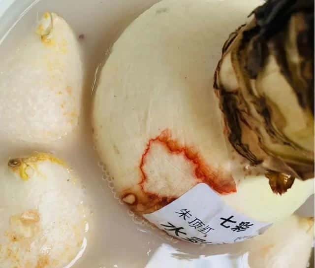 爬藤花架安装视频（附螺旋式球兰花架制作）