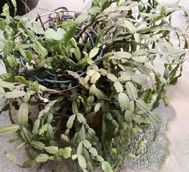 爬藤花架安装视频（附螺旋式球兰花架制作）