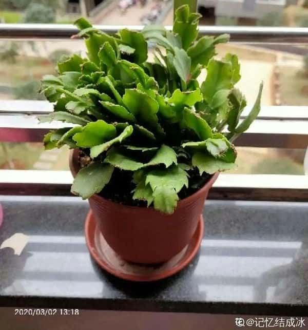 爬藤花架安装视频（附螺旋式球兰花架制作）