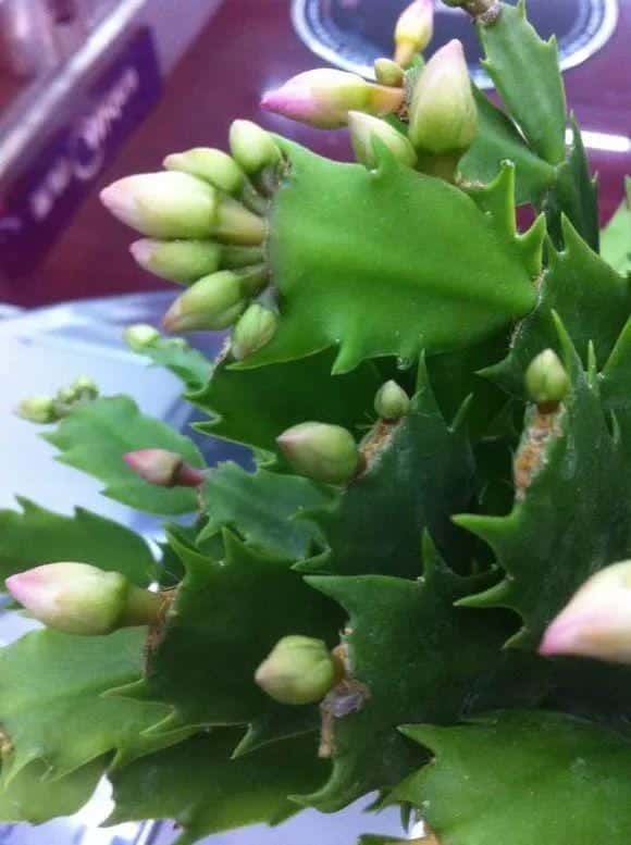 爬藤花架安装视频（附螺旋式球兰花架制作）