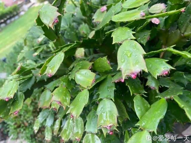 爬藤花架安装视频（附螺旋式球兰花架制作）