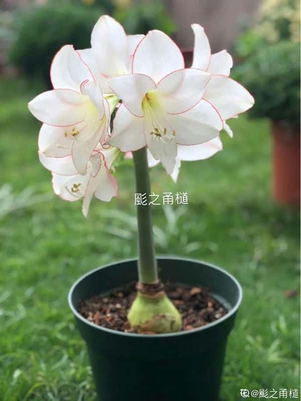 爬藤花架安装视频（附螺旋式球兰花架制作）