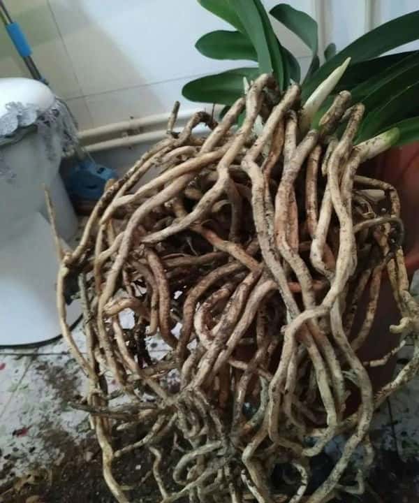 爬藤花架安装视频（附螺旋式球兰花架制作）