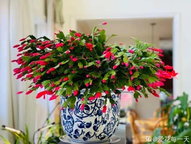 爬藤花架安装视频（附螺旋式球兰花架制作）