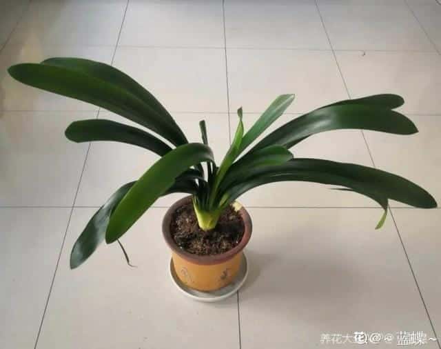 爬藤花架安装视频（附螺旋式球兰花架制作）