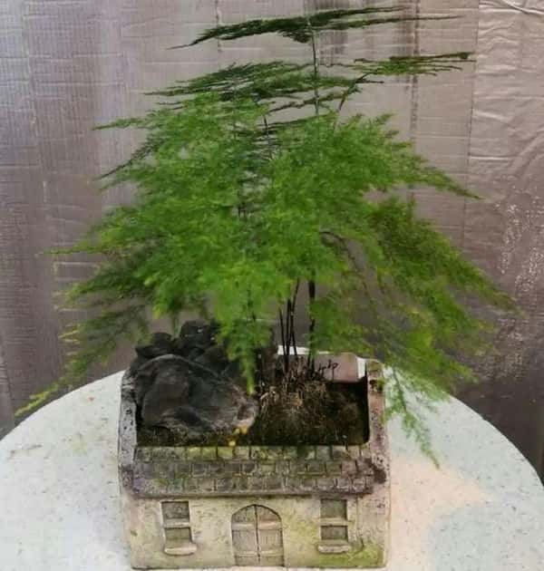 爬藤花架安装视频（附螺旋式球兰花架制作）