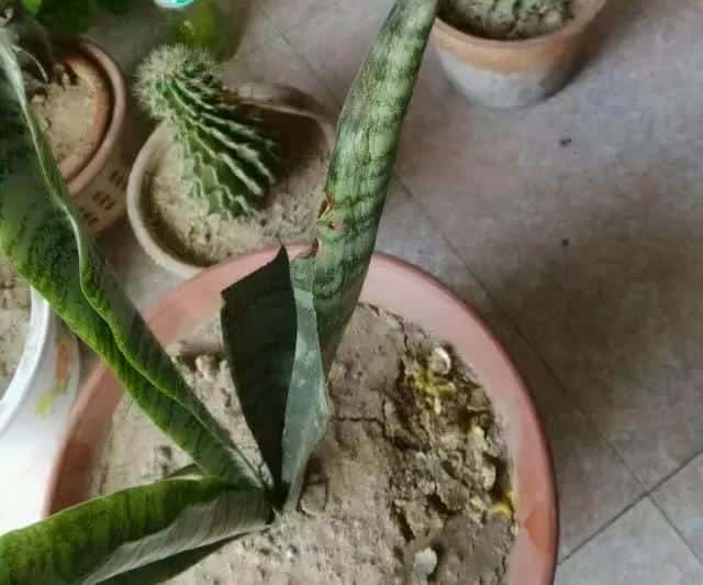 爬藤花架安装视频（附螺旋式球兰花架制作）