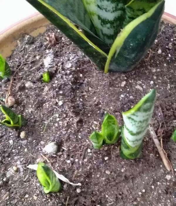 爬藤花架安装视频（附螺旋式球兰花架制作）