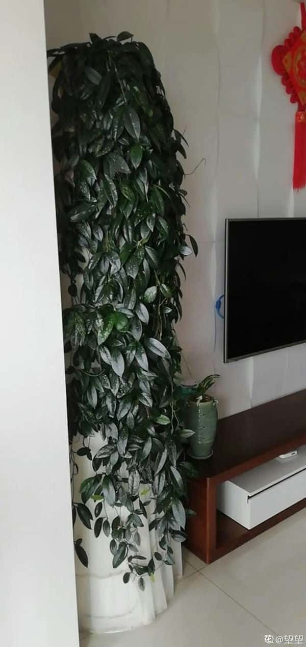 爬藤花架安装视频（附螺旋式球兰花架制作）