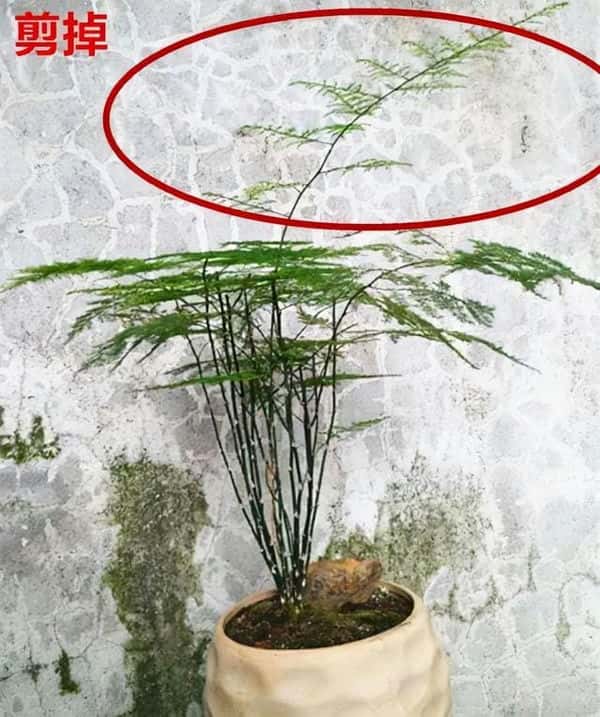 爬藤花架安装视频（附螺旋式球兰花架制作）