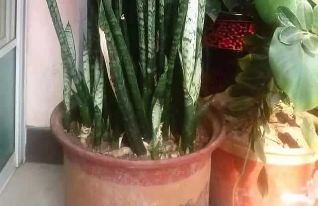 爬藤花架安装视频（附螺旋式球兰花架制作）