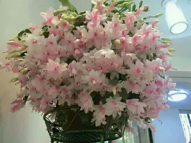 爬藤花架安装视频（附螺旋式球兰花架制作）