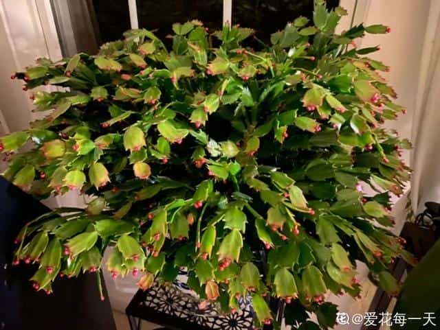 爬藤花架安装视频（附螺旋式球兰花架制作）