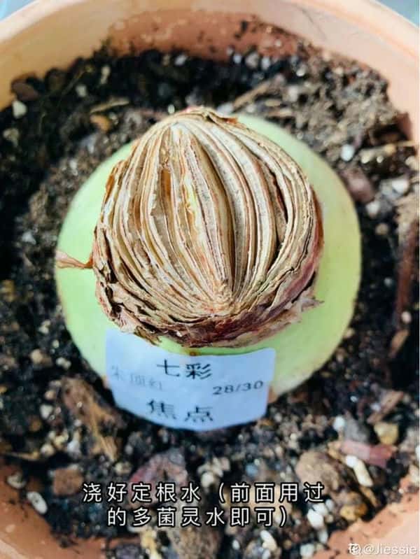 爬藤花架安装视频（附螺旋式球兰花架制作）