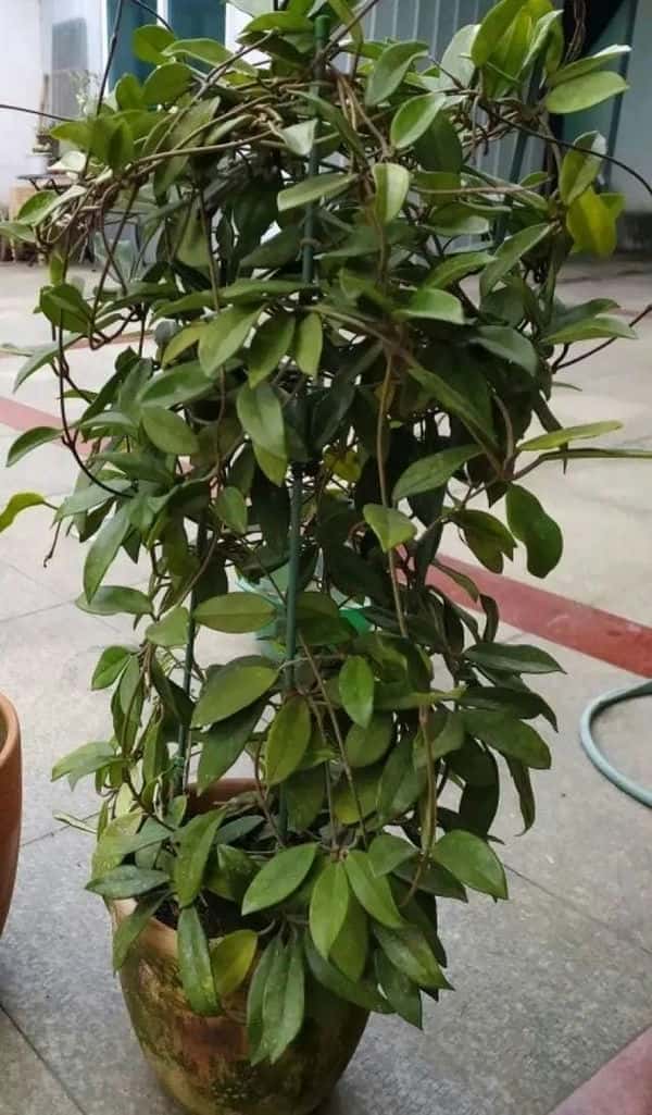 爬藤花架安装视频（附螺旋式球兰花架制作）