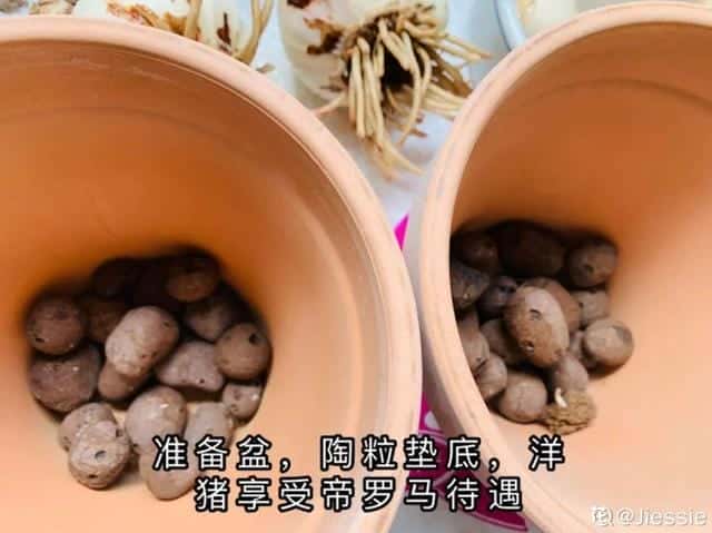 爬藤花架安装视频（附螺旋式球兰花架制作）