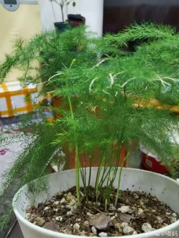 爬藤花架安装视频（附螺旋式球兰花架制作）