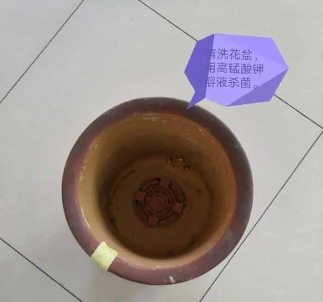 爬藤花架安装视频（附螺旋式球兰花架制作）