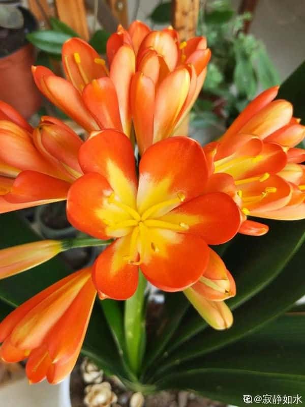 爬藤花架安装视频（附螺旋式球兰花架制作）