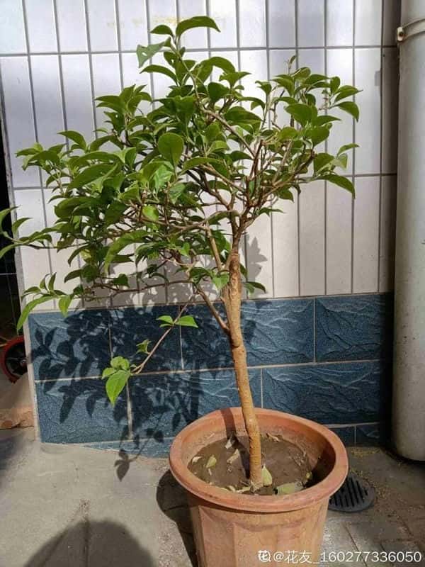 爬藤花架安装视频（附螺旋式球兰花架制作）