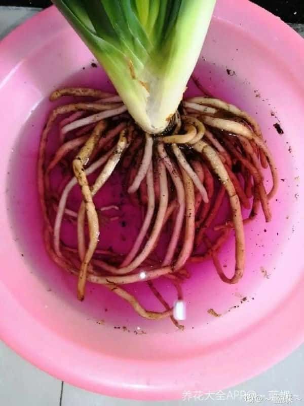 爬藤花架安装视频（附螺旋式球兰花架制作）