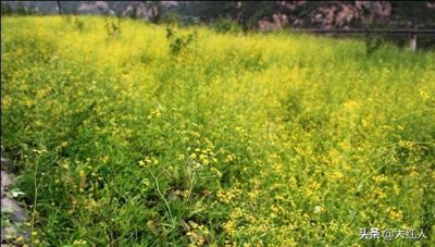 ​亳州玛咖酒多少钱一瓶(玛卡酒配方大全)