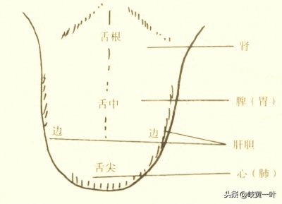 ​简单学习舌诊：舌各个部位对应脏腑的划分