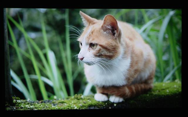 小米和峰米投影（峰米投影仪Smart全面测评）(21)