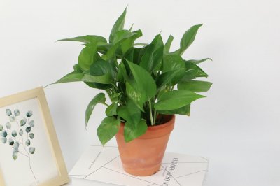 ​绿萝怎么换盆换土