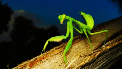 ​螳螂吃水果吗