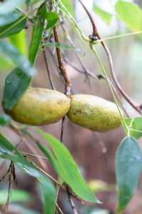 ​八月瓜的功效与作用