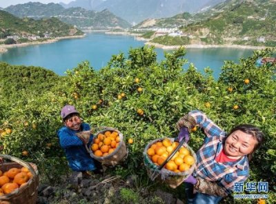 ​湖北秭归：春季脐橙上市助增收