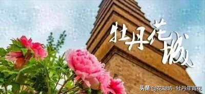 ​观赏牡丹品种百科之-金星雪浪