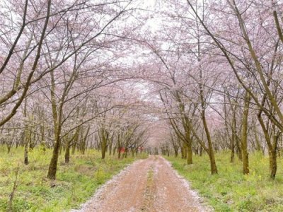 ​贵州纪行(四)一一平坝樱花园