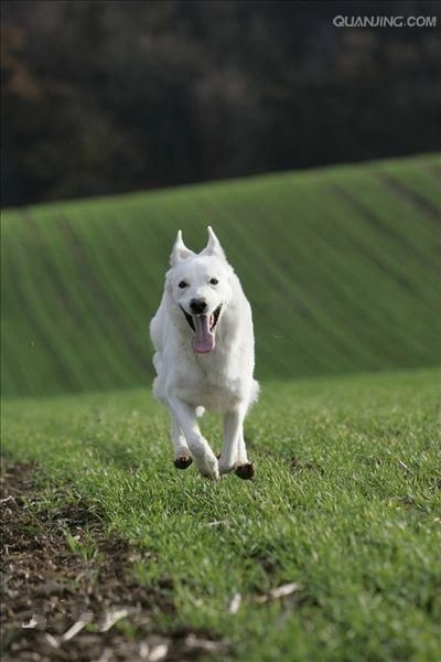 无比罕见的纯白色德牧你见过吗？