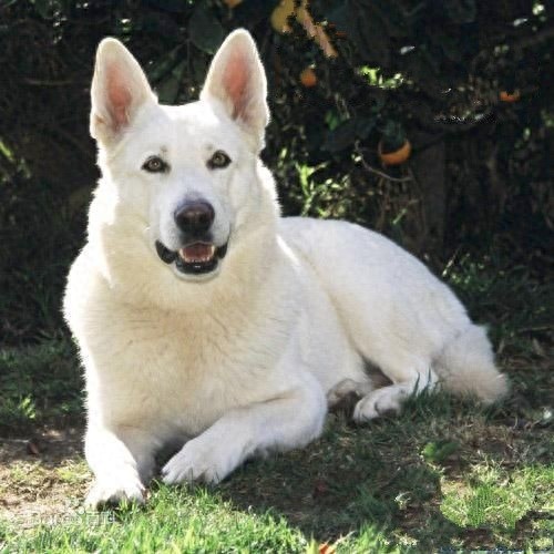 无比罕见的纯白色德牧你见过吗？