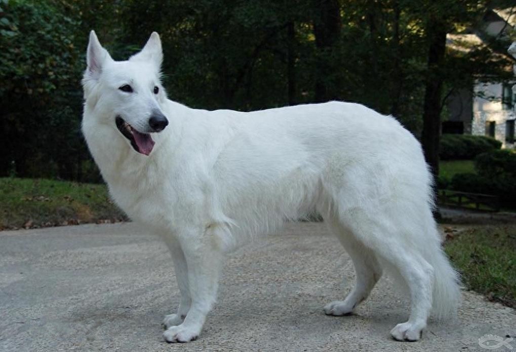 无比罕见的纯白色德牧你见过吗？