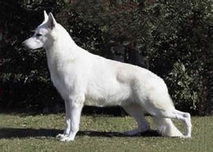 无比罕见的纯白色德牧你见过吗？