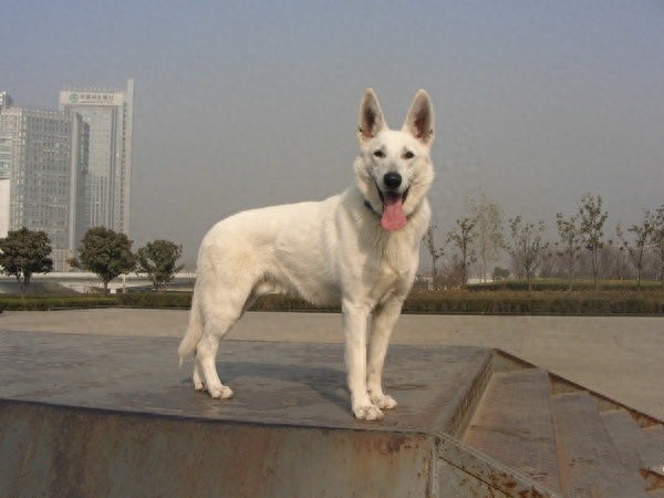 无比罕见的纯白色德牧你见过吗？