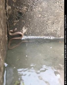 ​小时候神秘的鸡冠蛇和蛇菌菇