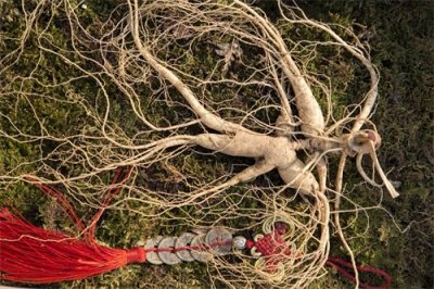 ​《商道》林尚沃带着5000斤人参进京，为什么临走要当柴火烧