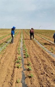 ​家庭联产承包责任制：农村经济的伟大转折与农民的崛起