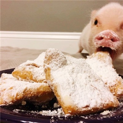 猪的微信头像图片大全可爱超萌