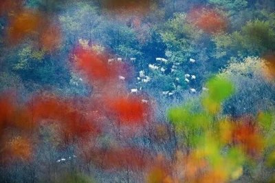 ​盱眙铁山寺：飘渺林雾入画境