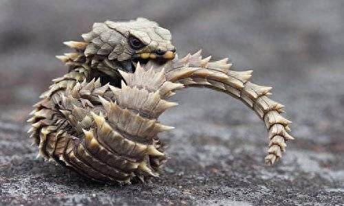像是从二次元世界出来的小恐龙，南非犰狳蜥，要是会喷火就更棒了